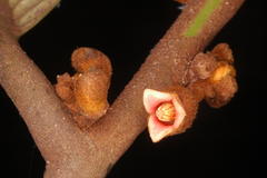 Myristica fatua var. magnifica